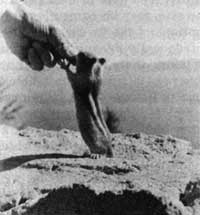 ground squirrel