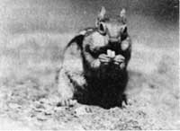 ground squirrel