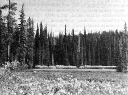 bog