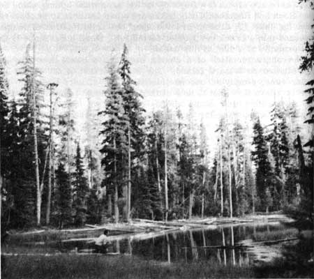 pond