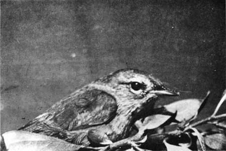 warbler