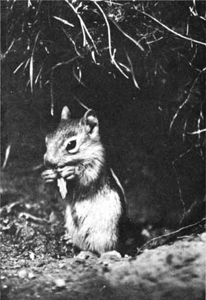 golden-mantled ground squirrel