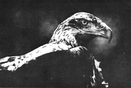 bald eagle