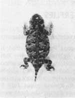 pigmy horned toad