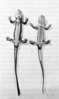 newts