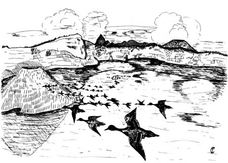 skech of pintails