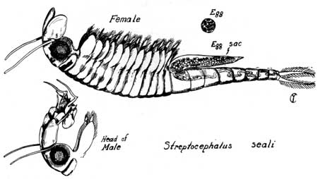 fairy shrimp