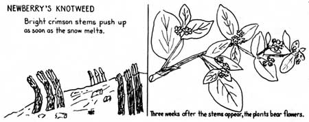 Newberry's knotweed