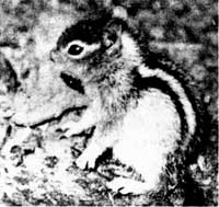 ground squirrel