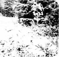 vegetation