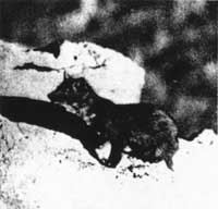 marten