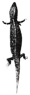 lizard