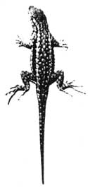 lizard