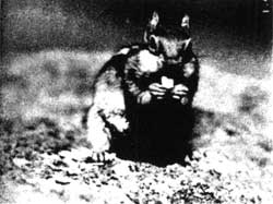 ground squirrel