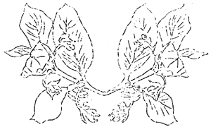 wildflowers