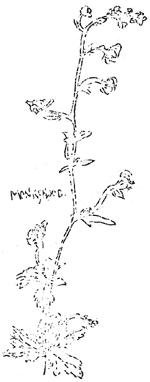 Monkshood