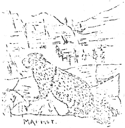 marmot