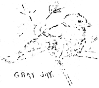 gray jay