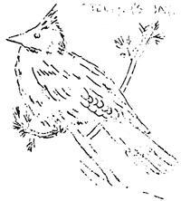 stellar's jay