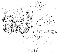 buttefly on flower