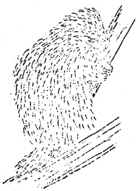 porcupine