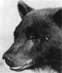 black bear