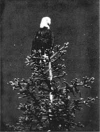 bald eagle