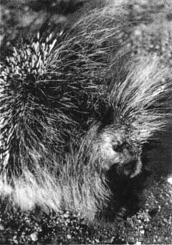 porcupine
