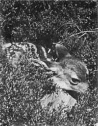 fawn