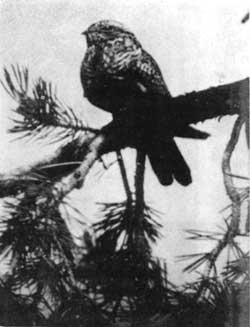 nighthawk