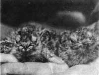 baby nighthawks