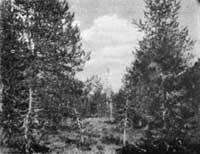 lodgepole pine
