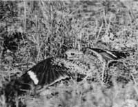 nighthawk