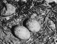 eggs