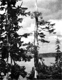 mountain hemlock