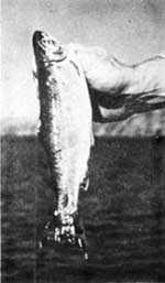 sockeye salmon