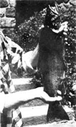 rainbow trout