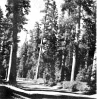 Ponderosa pines