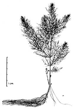 milfoil