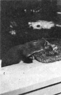 pine marten