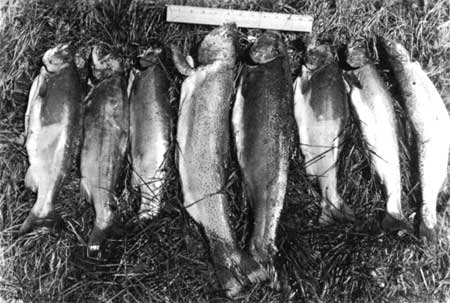 Crater Lake fish