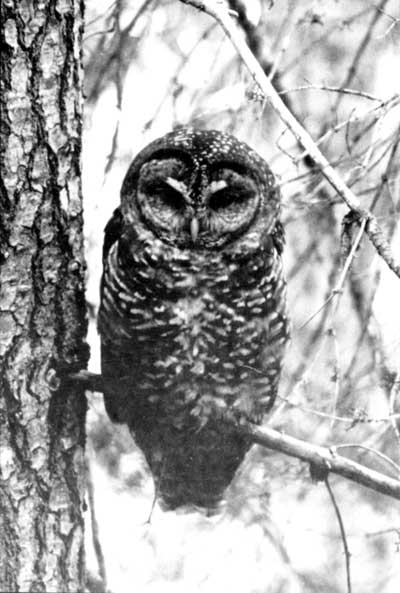 spotted owl