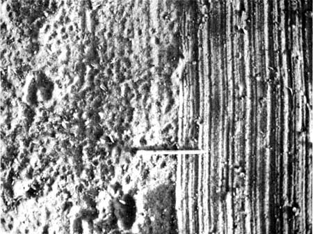 animal tracks in soil