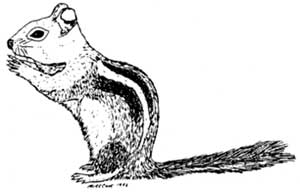 ground squirrel