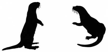 two mustelids