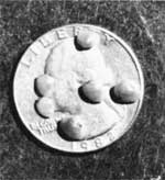 several clams on a quarter