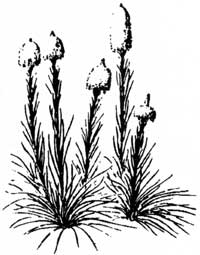 beargrass