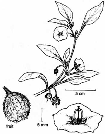 dwarf tomato
