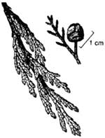 Port Orford-cedar branch and cone