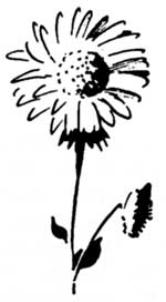 cascade aster